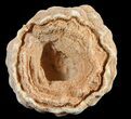 Flower-Like Sandstone Concretion - Pseudo Stromatolite #62231-1